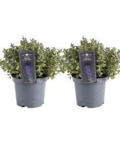 Nepeta Purrsian Blue – 2 Stücke – Ø19cm – ↕40cm