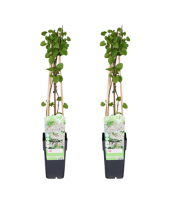 Fallopia baldschuanica – 2 Stücke – Ø15cm – ↕65cm