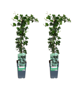 Hedera helix – 2 Stücke – Ø15cm – ↕65cm