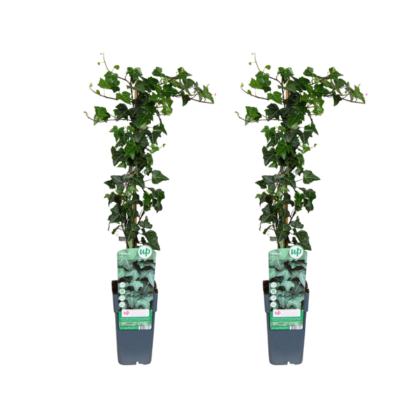 Hedera helix – 2 Stücke – Ø15cm – ↕65cm