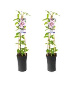 Clematis Nelly Moser – 2 Stücke – Ø17cm – ↕75cm