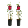 Rosa Paul’s Scarlet Climber – 2 Stücke – Ø17cm – ↕75cm