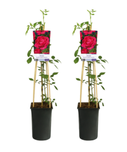 Rosa Paul’s Scarlet Climber – 2 Stücke – Ø17cm – ↕75cm