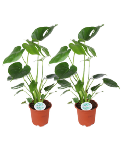 Monstera Deliciosa – 2 Stücke – Ø14cm – ↕45cm