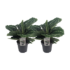 Calathea Roseopicta Green – 2 Stücke – Ø14cm – ↕40cm