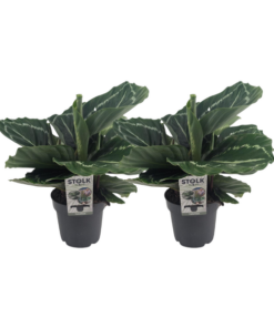 Calathea Roseopicta Green – 2 Stücke – Ø14cm – ↕40cm