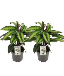 Calathea Majestica Princeps – 2 Stücke – Ø14cm – ↕45cm