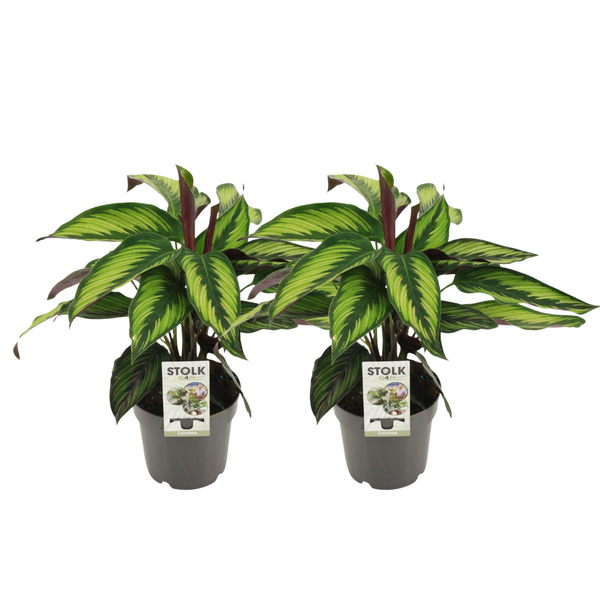 Calathea Majestica Princeps – 2 Stücke – Ø14cm – ↕45cm