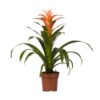 Guzmania Melissa – Ø12 ↕45