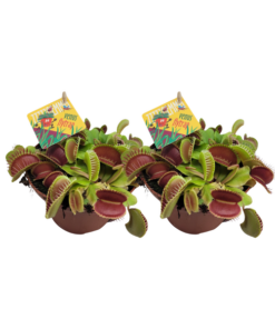 Dionaea Muscipula – 2 Stücke – Ø12cm – ↕12cm