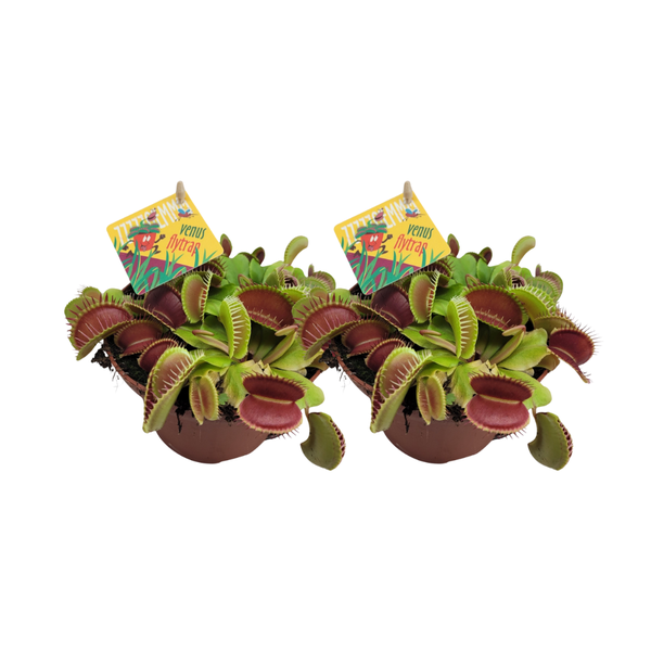 Dionaea Muscipula – 2 Stücke – Ø12cm – ↕12cm