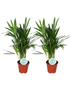 Areca Dypsis Lutescens – 2 Stücke – Ø14 cm – ↕50 cm