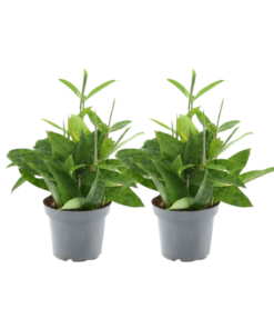 Dracaena Surculosa – 2 Stücke – Ø14cm – ↕40cm