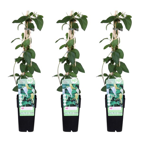 3x – Lonicera japonica ‚Halliana‘ – ↨65cm – Ø15