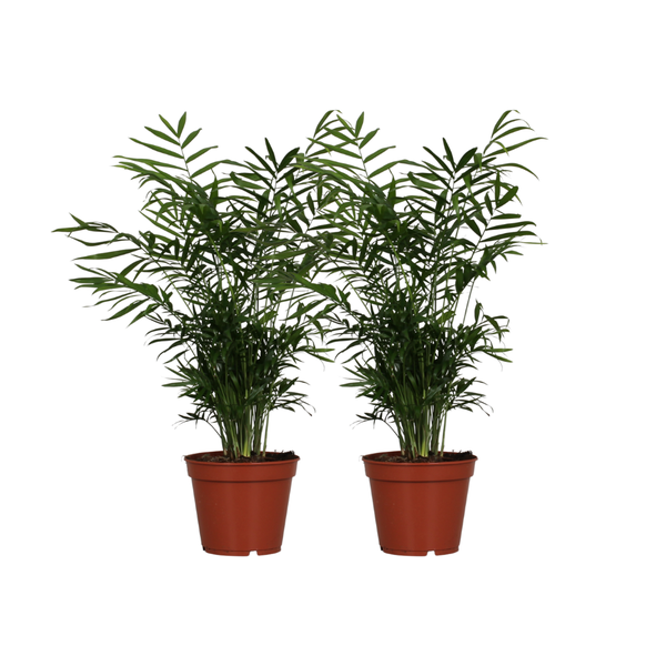 Chamaedorea Elegans -Mexikanische Bergpalme –  2 Stück – Ø17cm – ↕55cm