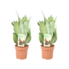 Sansevieria Moonshine – 2 Stücke – Ø14cm – ↕40cm