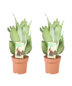 Sansevieria Moonshine – 2 Stücke – Ø14cm – ↕40cm