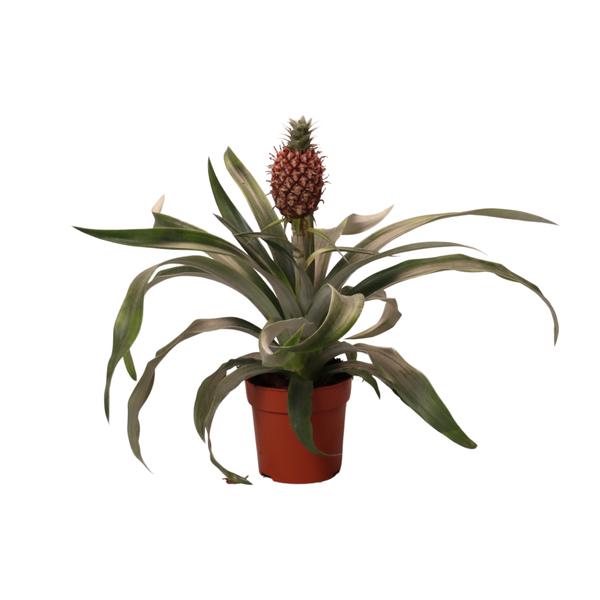 Ananas Rosita – Ø 12 cm – ↕35 cm