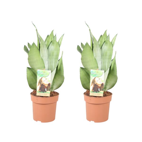 Sansevieria Moonshine – 2 Stücke – Ø14cm – ↕40cm