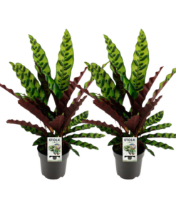 Calathea Lancifolia Insignis – 2 Stücke – Ø14cm – ↕45cm