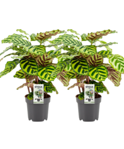 Calathea Makoyana – 2 Stücke – Ø14cm – ↕45cm