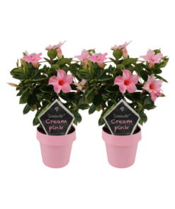 Mandevilla Sundaville Cream Pink auf dem Gestell – 2 Stücke – Ø14cm – ↕40cm