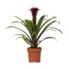 Guzmania Fransesca – Ø12 ↕45