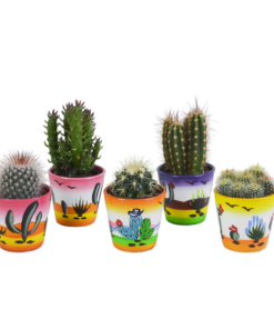 Kakteenmischung 5,5 cm – 5x – in Mexicaanse pot