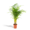 Areca-Palme – Ø24 cm – ↕130 cm