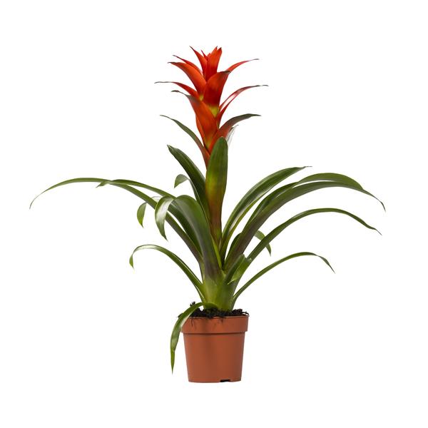 Guzmania Ostara – Ø12cm – ↕45cm