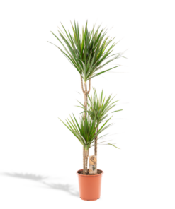 Dracaena Marginata – Ø21cm – ↕120cm