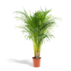 Areca-Palme – Ø21 cm – ↕110 cm