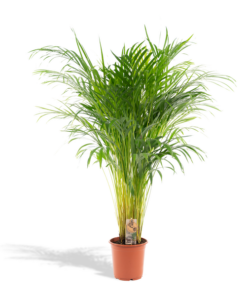 Areca-Palme – Ø21 cm – ↕110 cm