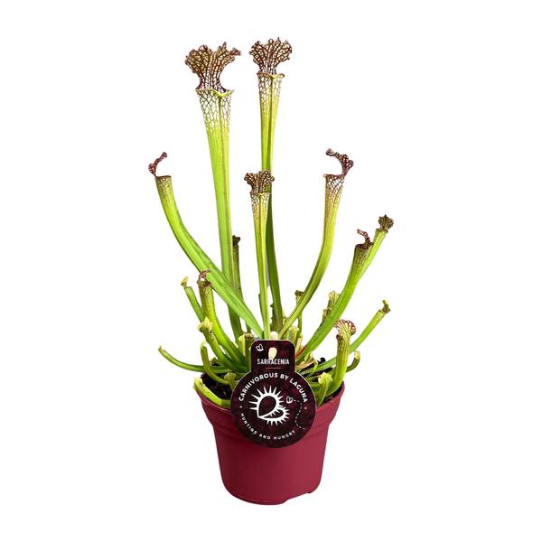 Sarracenia Farnhamii – Ø12cm – ↕40cm