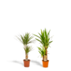 Dracaena ↨70cm – Ø17cm + Yucca ↨90cm – Ø17cm