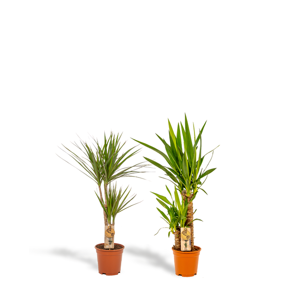 Dracaena ↨70cm – Ø17cm + Yucca ↨90cm – Ø17cm