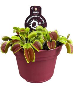 Dionaea Muscipula – Ø12 ↕12