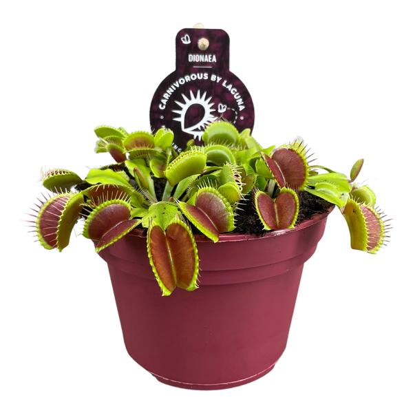 Dionaea Muscipula – Ø12 ↕12