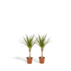 2x Dracaena – ↨60cm – Ø14cm