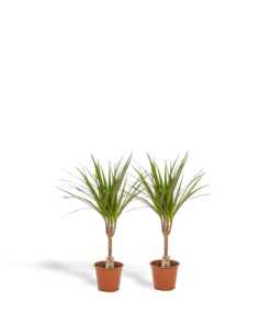 2x Dracaena – ↨60cm – Ø14cm