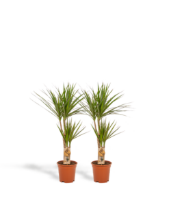 2x Dracaena – ↨90cm – Ø17cm