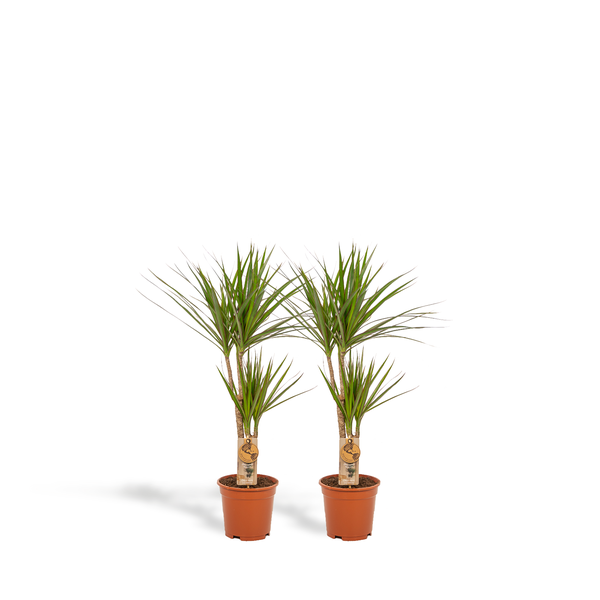 2x Dracaena – ↨90cm – Ø17cm