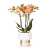 Kolibri Orchids | weiße Phalaenopsis Orchidee – Jamaica + Lush Topf – Topfgröße Ø9cm – 40cm hoch | blühende Zimmerpflanze im Blumentopf – frisch vom Züchter