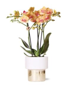 Kolibri Orchids | weiße Phalaenopsis Orchidee – Jamaica + Lush Topf – Topfgröße Ø9cm – 40cm hoch | blühende Zimmerpflanze im Blumentopf – frisch vom Züchter