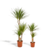 Dracaena – ↨120cm – Ø21cm + Dracaena – 70cm – Ø17cm