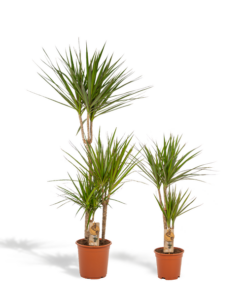 Dracaena – ↨120cm – Ø21cm + Dracaena – 70cm – Ø17cm