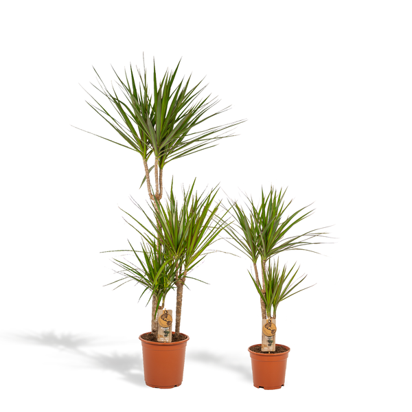 Dracaena – ↨120cm – Ø21cm + Dracaena – 70cm – Ø17cm