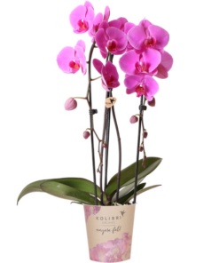 Kolibri Orchids | rosa Phalaenopsis Orchidee – Niagara Fall – Topfgröße Ø12cm | blühende Zimmerpflanze – frisch vom Züchter