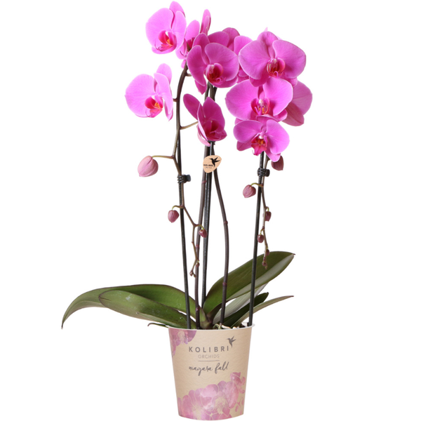 Kolibri Orchids | rosa Phalaenopsis Orchidee – Niagara Fall – Topfgröße Ø12cm | blühende Zimmerpflanze – frisch vom Züchter