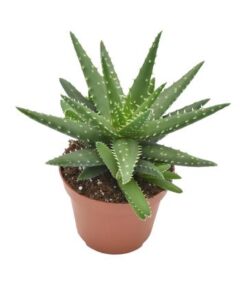 Aloe Kerio – Ø 10,5 cm – ↕15 cm